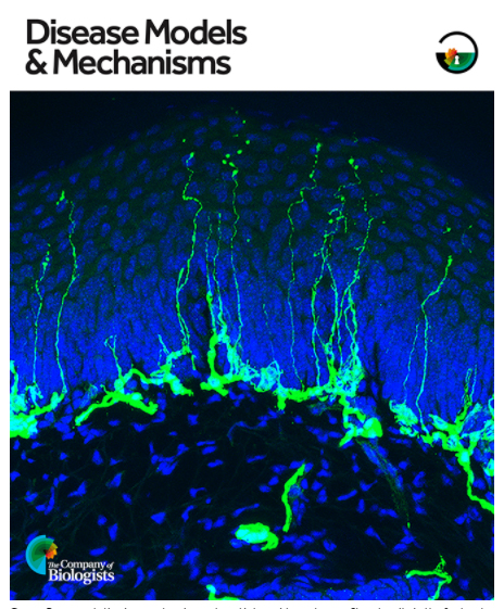November 2021 cover from Disease Models & Mechanisms featuring a NeuroNetwork for Emerging Therapies Image