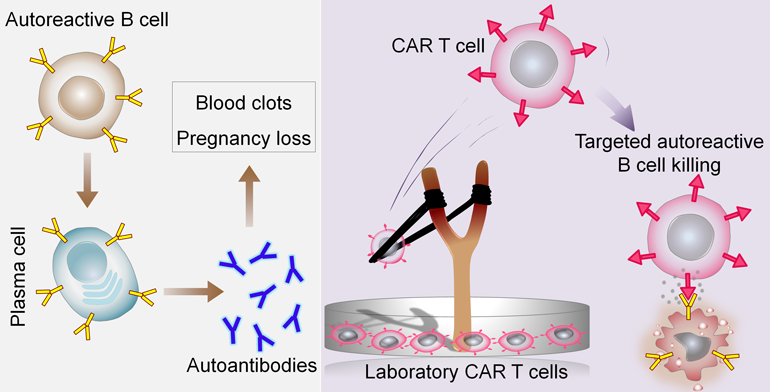 Car T Cell