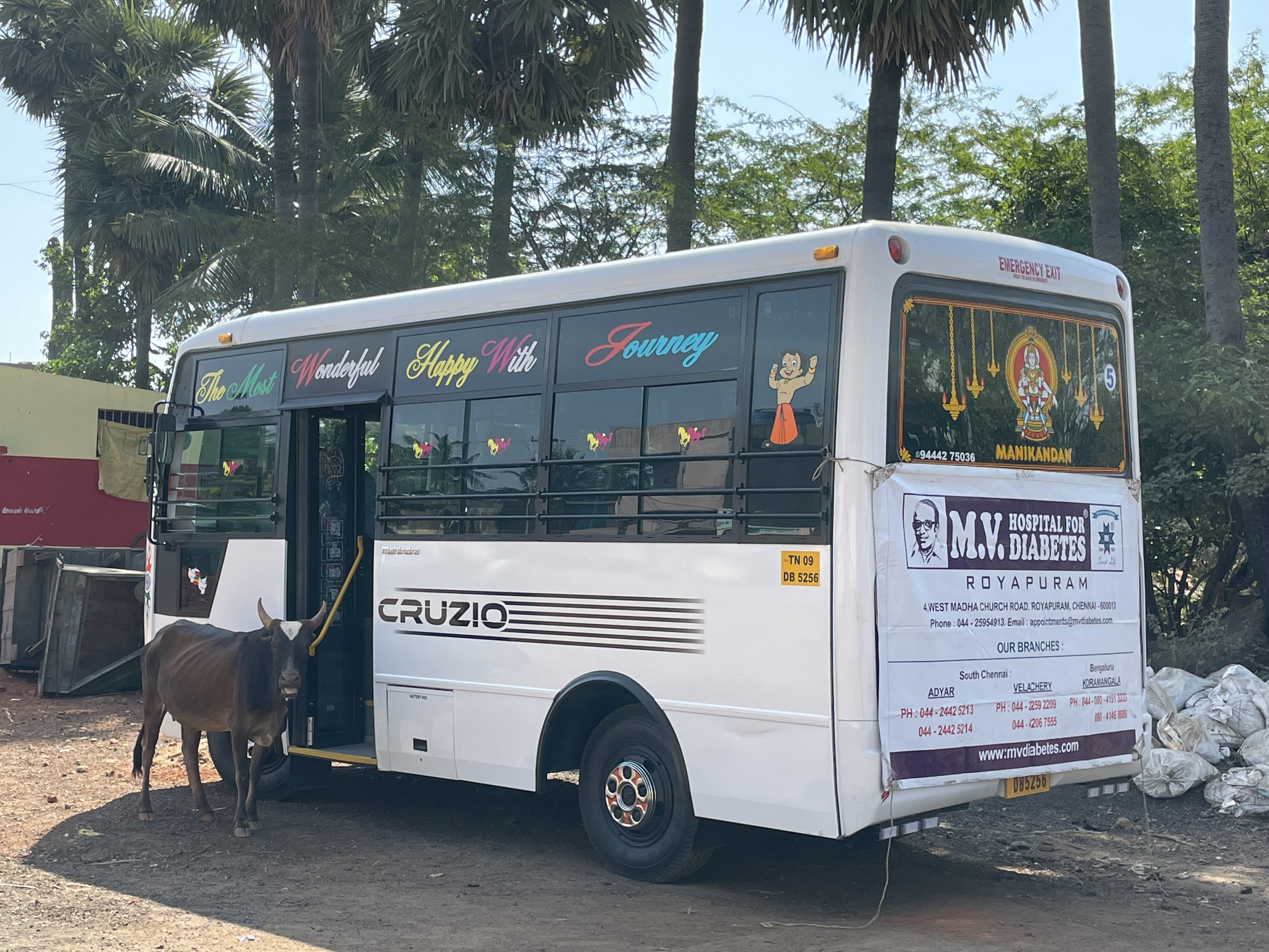 a cow standing in from of the M.V. Hospital for Diabetes bus