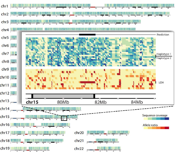 Example of a large somatic deletion identified from whole genome single cell DNA sequencing using Oxford Nanopore Technologies, as denoted by yellow (top) and red (bottom) rectangles in individual cells (rows).