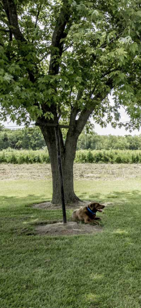 Dog sitting under a tree