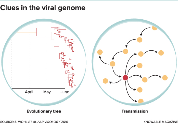 How Disease Sleuths Are Using Genomics To Track The Coronavirus ...