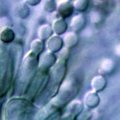 Close up of cells