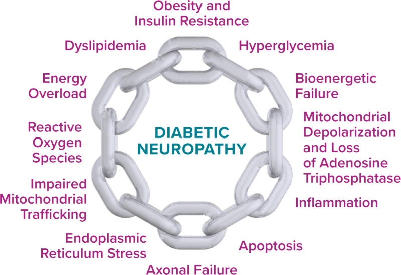 Figure 1 from the section Pathophysiology of diabetic peripheral neuropathy from the 2022 American Diabetes Association compendium on Painful Diabetic Peripheral Neuropathy