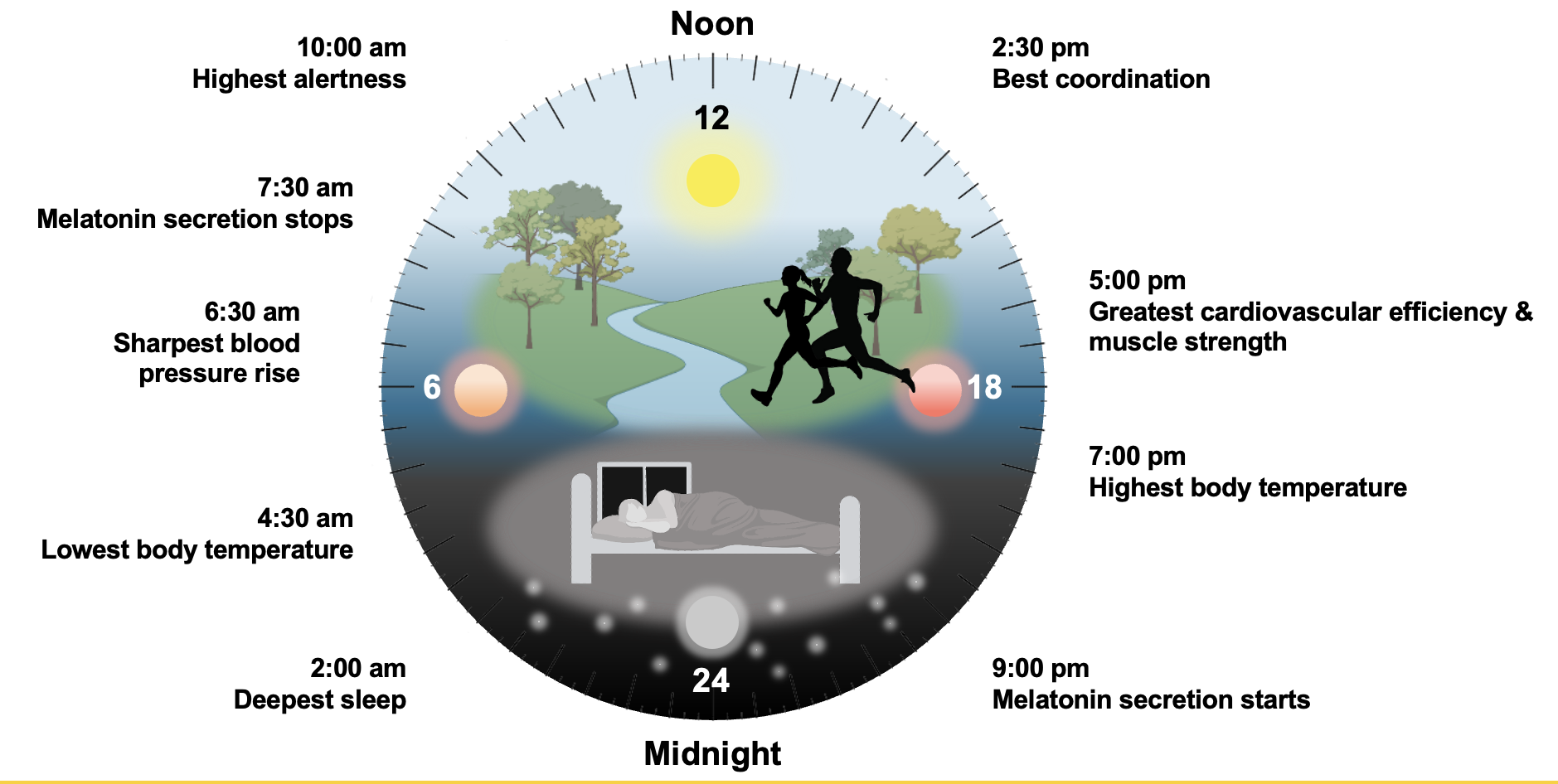 diagram of the circadian clock from Dr. Eva Feldman