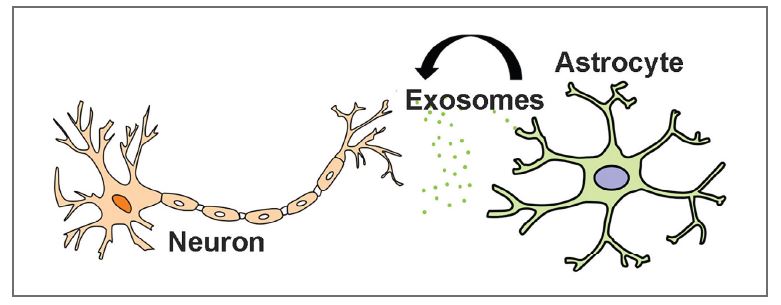 Image of neurons and exosomes