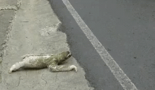 Sloth on the road