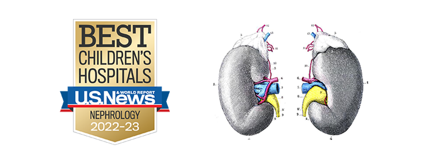 U.S News and World Report Best Children's Hospital Nephrology 2022-2023. Drawing of Kidneys