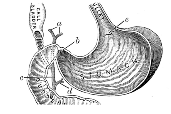 Textbook drawing of the stomach organ and gall bladder.