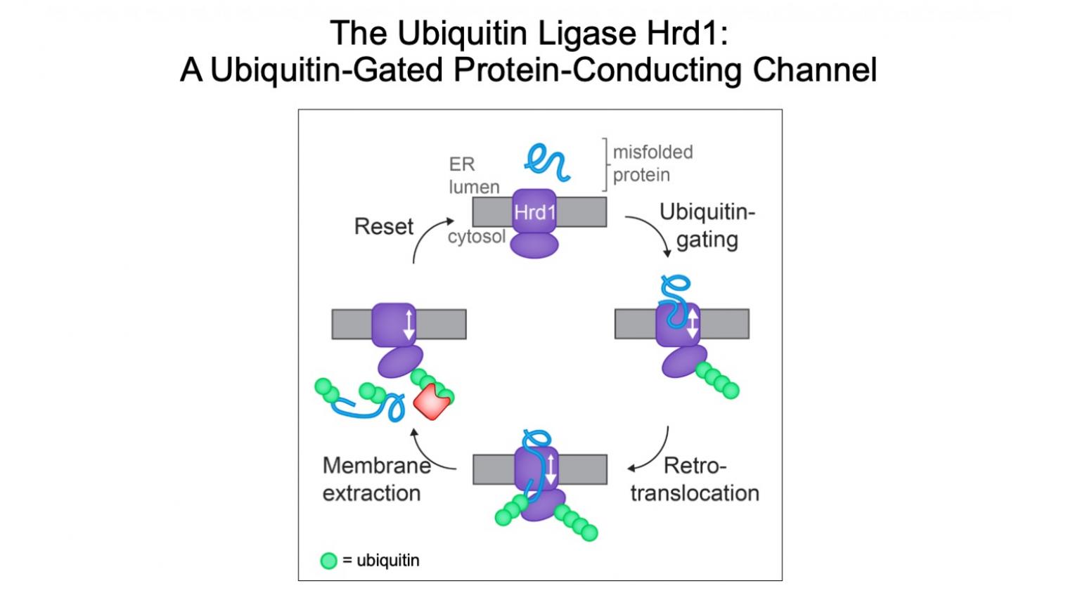 Autoubiquitination of the Hrd1 Ligase Triggers Protein Retrotranslocation in ERAD.