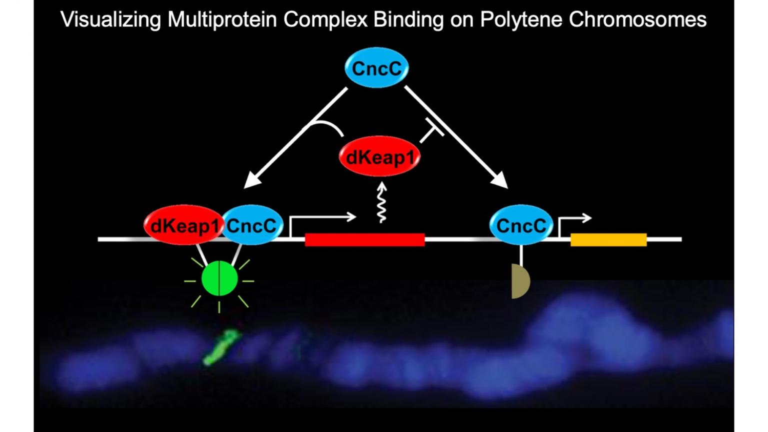 Visualizing Protein Complexes on Polytene Chromosomes