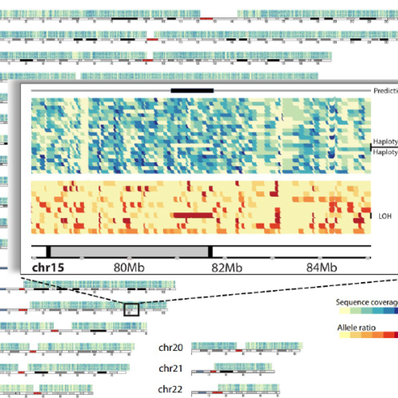 Example of a large somatic deletion identified from whole genome single cell DNA sequencing using Oxford Nanopore Technologies, as denoted by yellow (top) and red (bottom) rectangles in individual cells (rows).