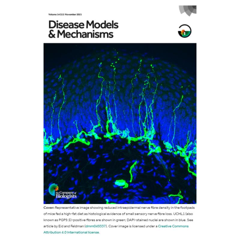 Cover photo of Disease Models & Mechanisms November 2021 Issue