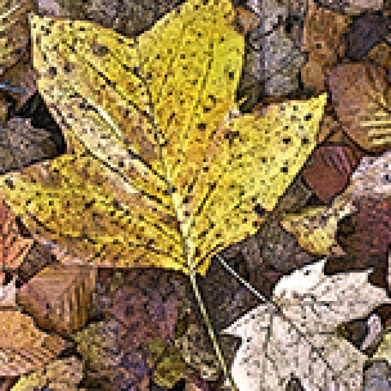 Yellow Poplar Leaf