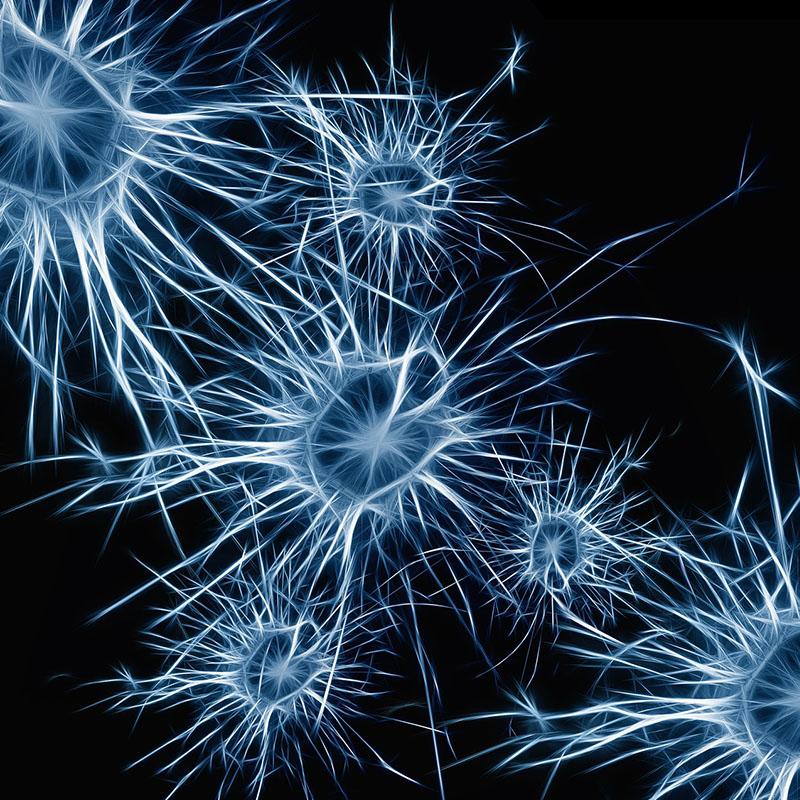 Image of Neurons