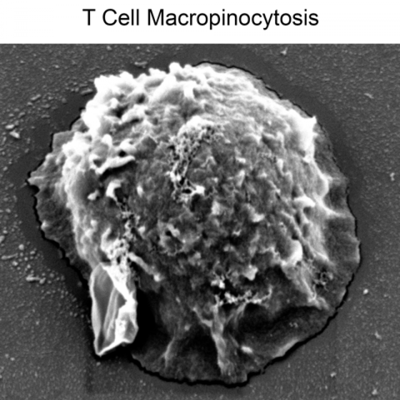 A T-cell