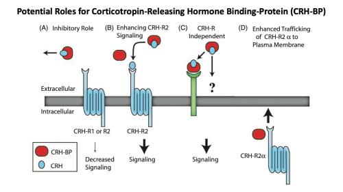 Corticotropin-Releasing Hormone Binding-Protein