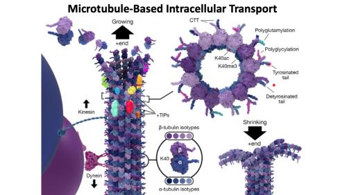 Microtubule-Based Intracellular Transport