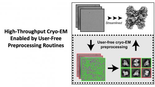High-throughput cryo-EM enabled by user-free preprocessing routines