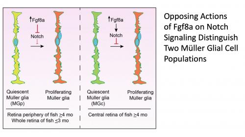 Opposing Actions of Fgf8a on Notch Signaling Distinguish Two Muller Glial Cell Populations that Contribute to Retina Growth and Regeneration.