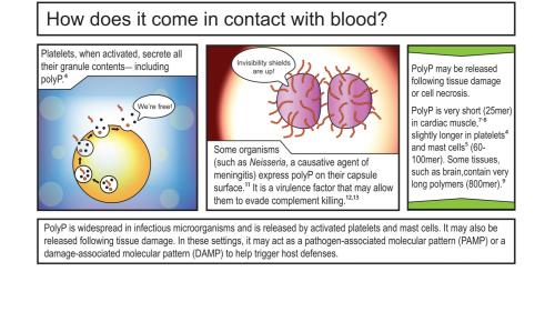 Polyphosphate in thrombosis, hemostasis, and inflammation